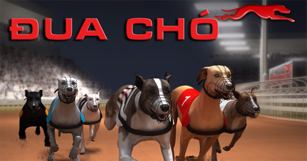 Hướng Dẫn Cách Chơi Game Nhanh Đua Chó Tại AE888 Hiệu Quả Nhất
